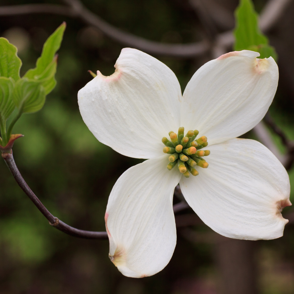 Flowering dogwood bract in spring
