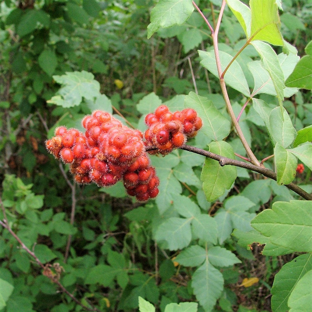 
                  
                    Closeup Fragrant Sumac berries
                  
                