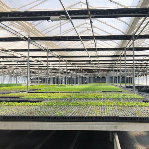 Greenhouse bay of seedling trays at St. Williams Nursery & Ecology Centre