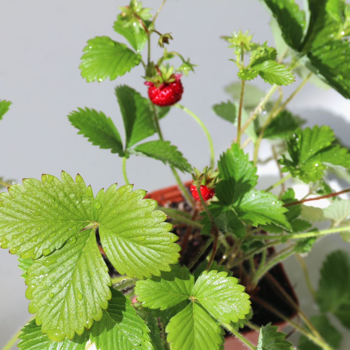 
                  
                    Berries on strawberry plants up close 4in pots
                  
                