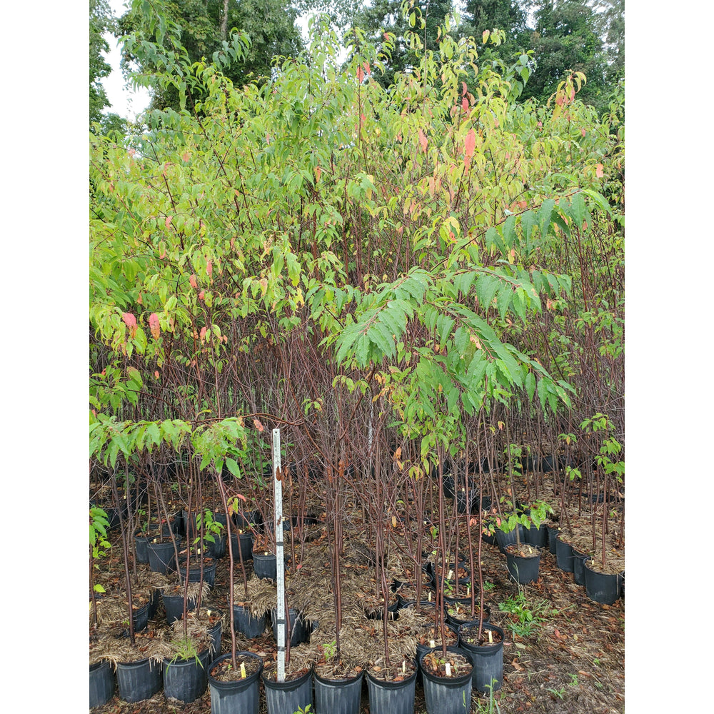 SALE: Pin Cherry - Prunus pensylvanica | Pots Fall'23 conservation-grade