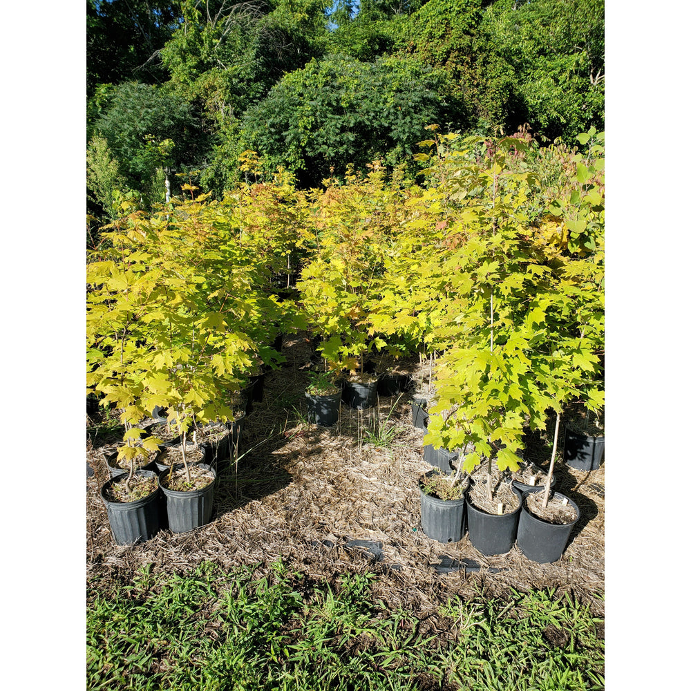 SALE: Sugar Maple - Acer saccharum | Conservation-grade pots fall'23