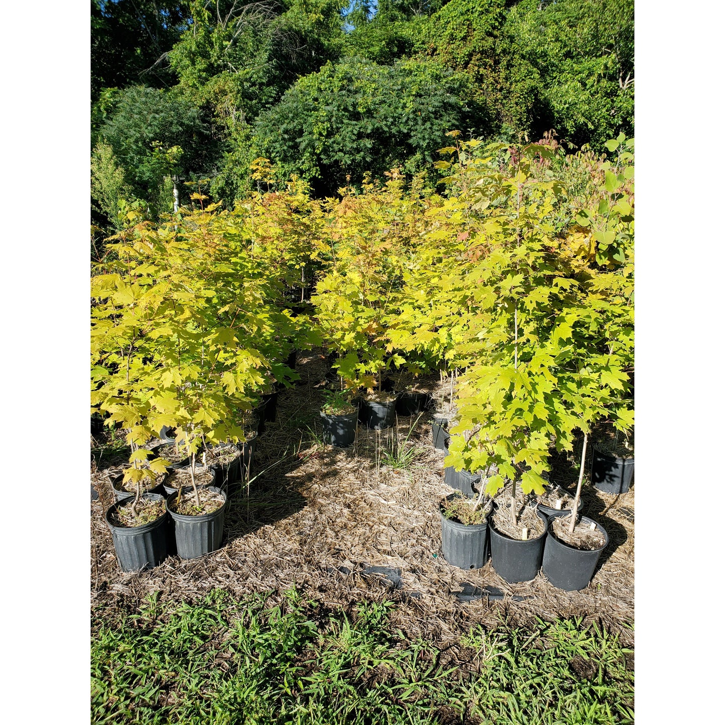 
                  
                    SALE: Sugar Maple - Acer saccharum | Conservation-grade pots fall'23
                  
                