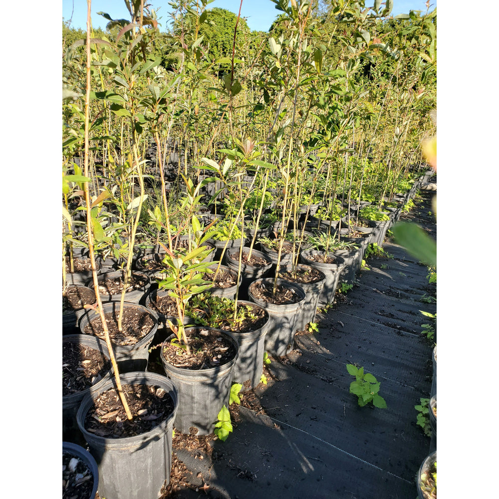 SALE: Pussy Willow - Salix discolor | Conservation-grade pots fall'23