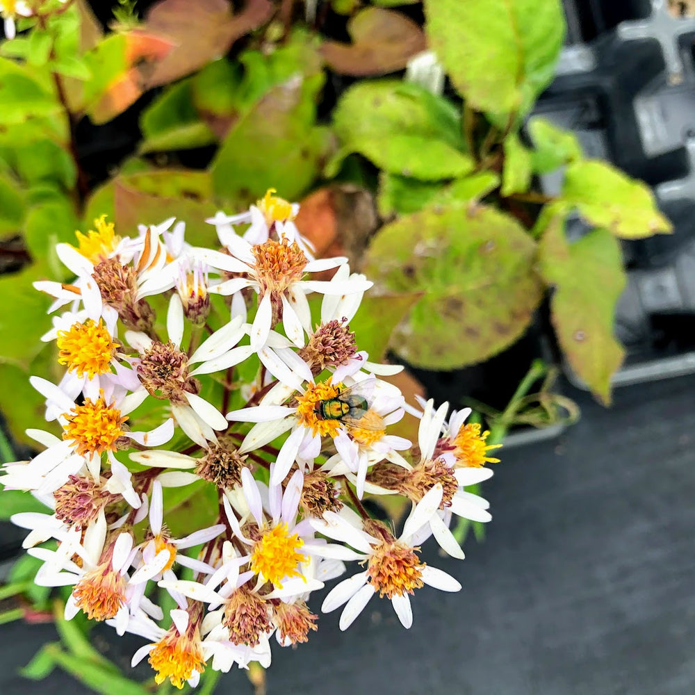 Large Leaf Aster - fall ground cover flowers