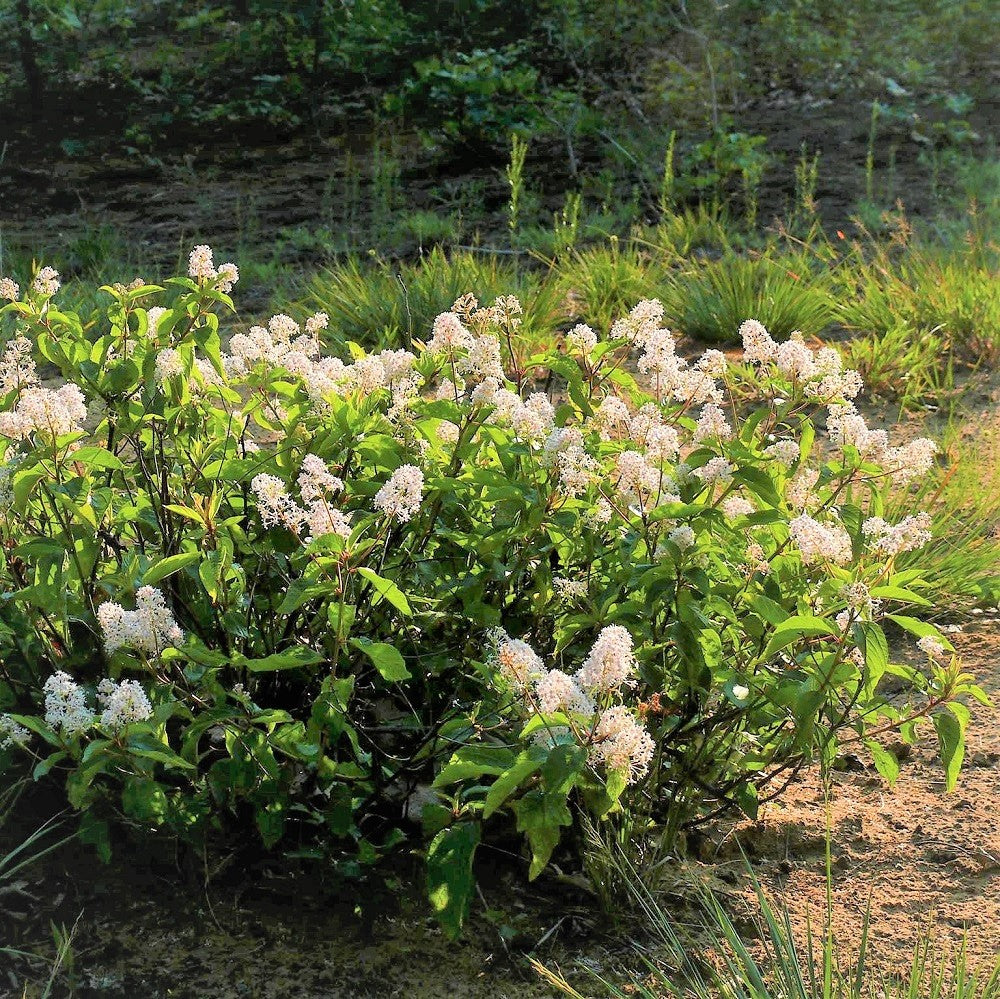 New Jersery Tea - Ontario native shrub