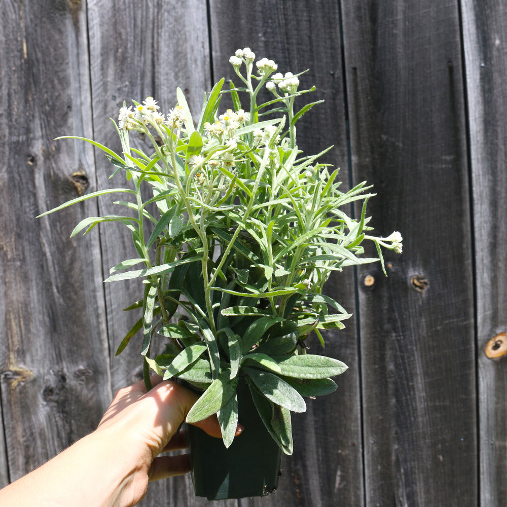 Pearly Everlasting wildflower 4in potted plants