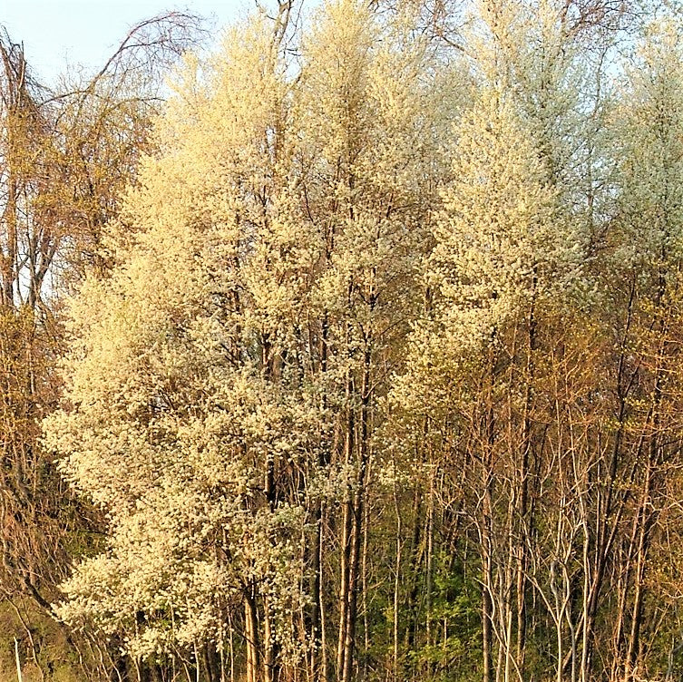 Prunus pensylvanica - Pin cherry trees in autumn