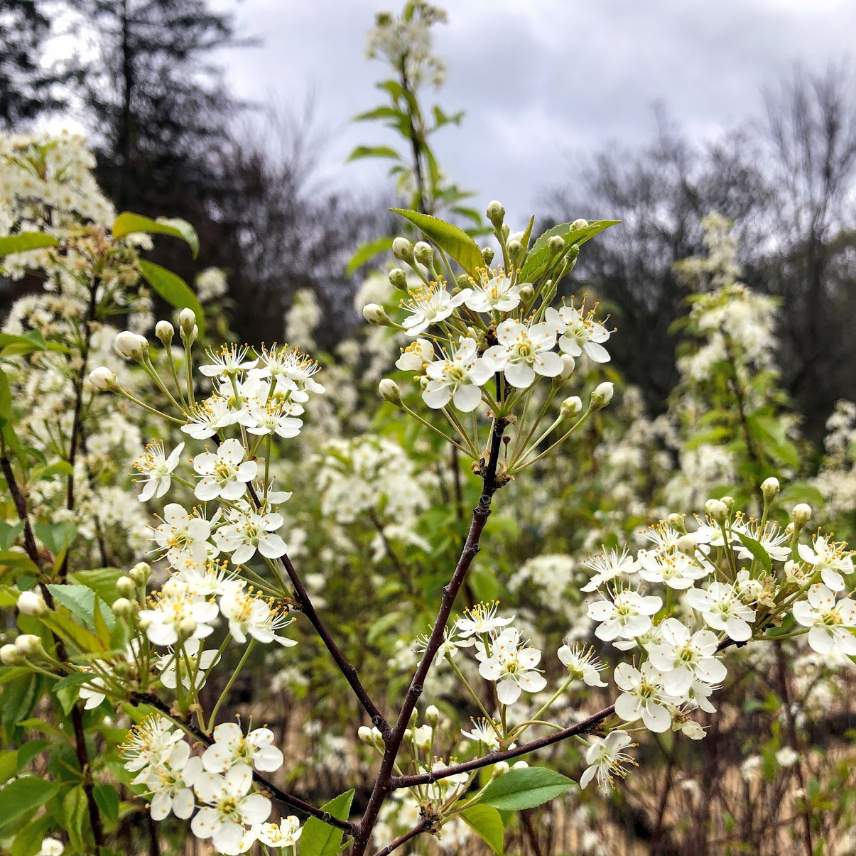 Ontario native Pin Cherry trees blooming in spring