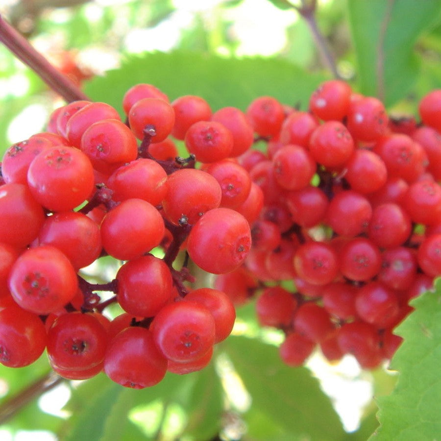 Red elder berries