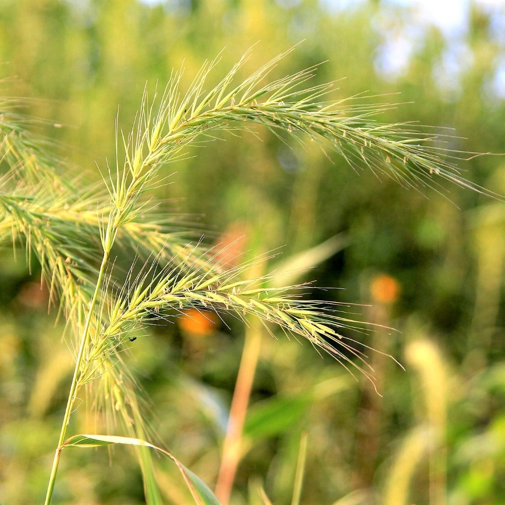 
                  
                    Riverbank Wild Rye - Elymus riparius
                  
                