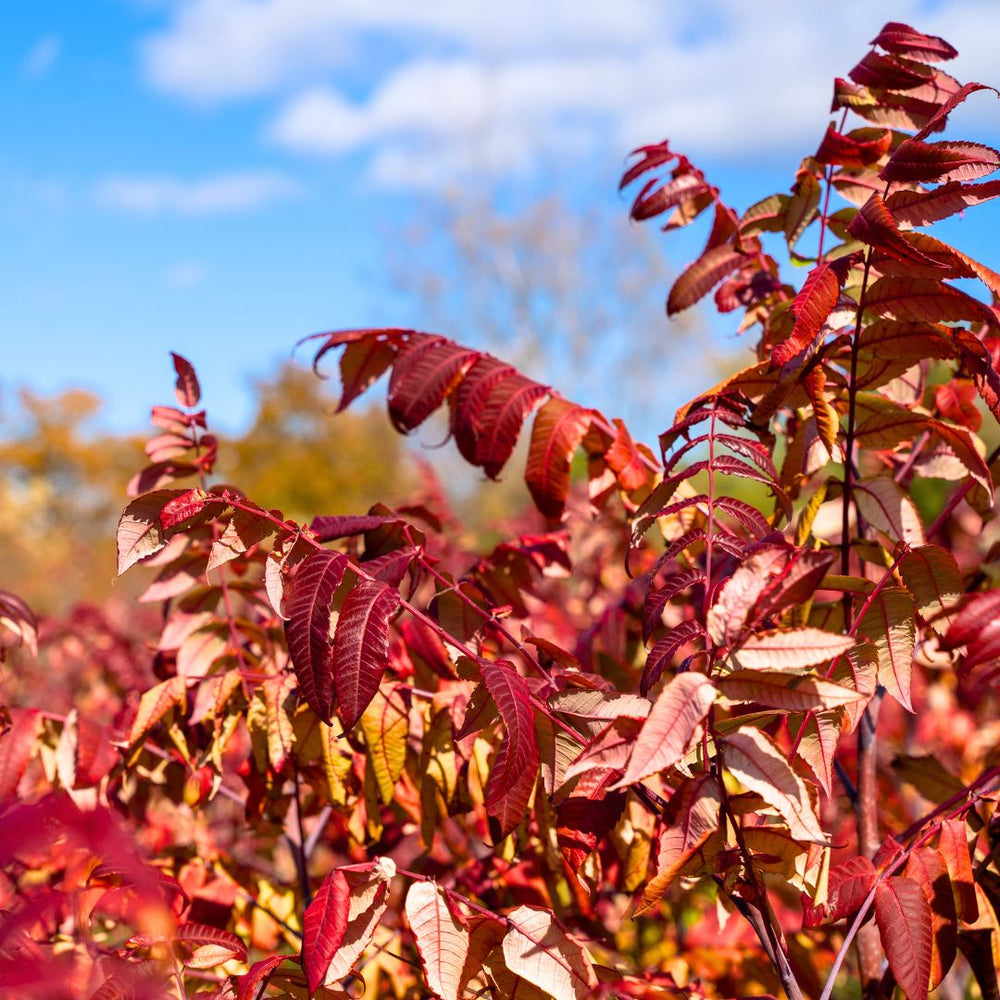 Smooth sumac shrub with red foliage in fall