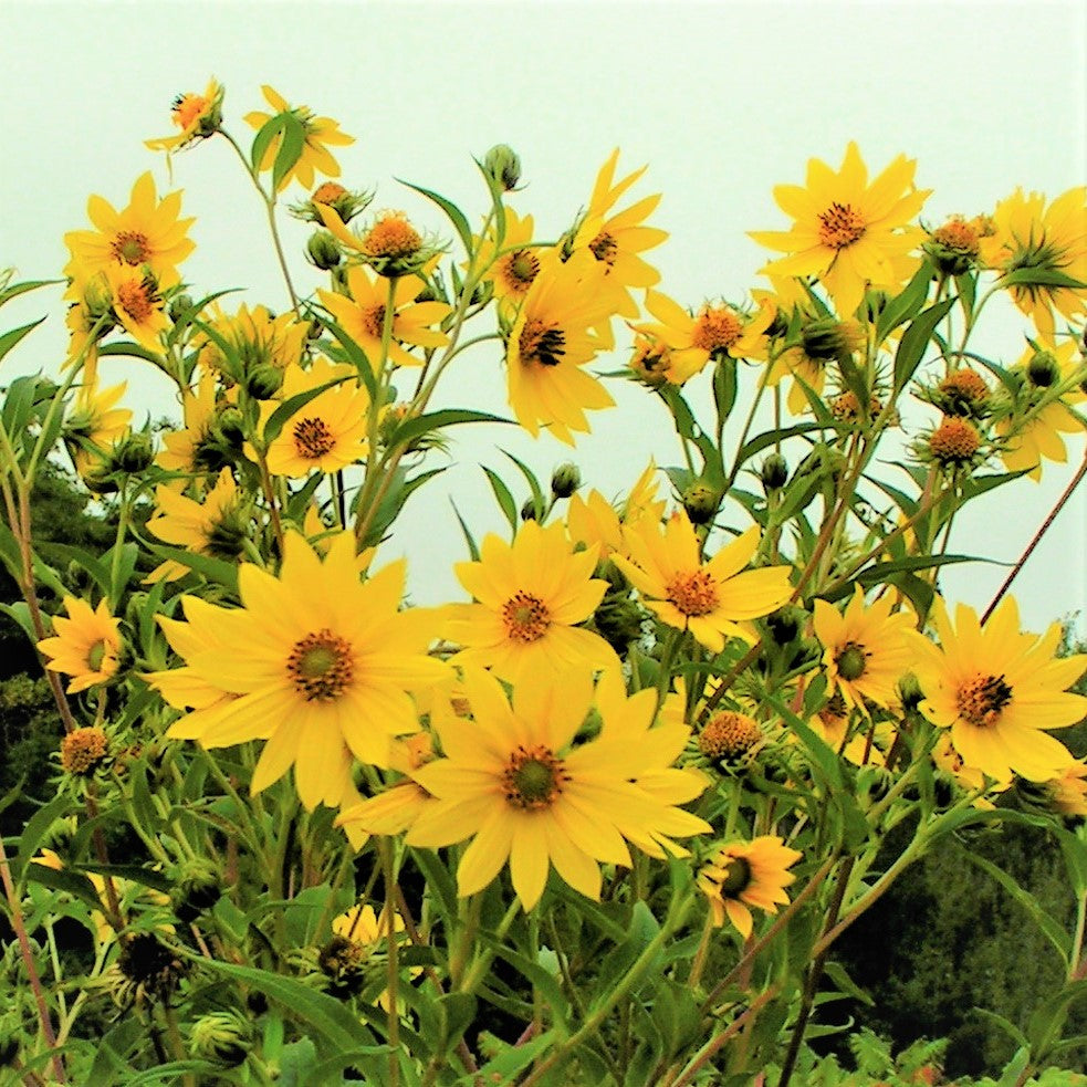 
                  
                    Tall Sunflower - Helianthus giganteus | Pots ready spring to fall
                  
                