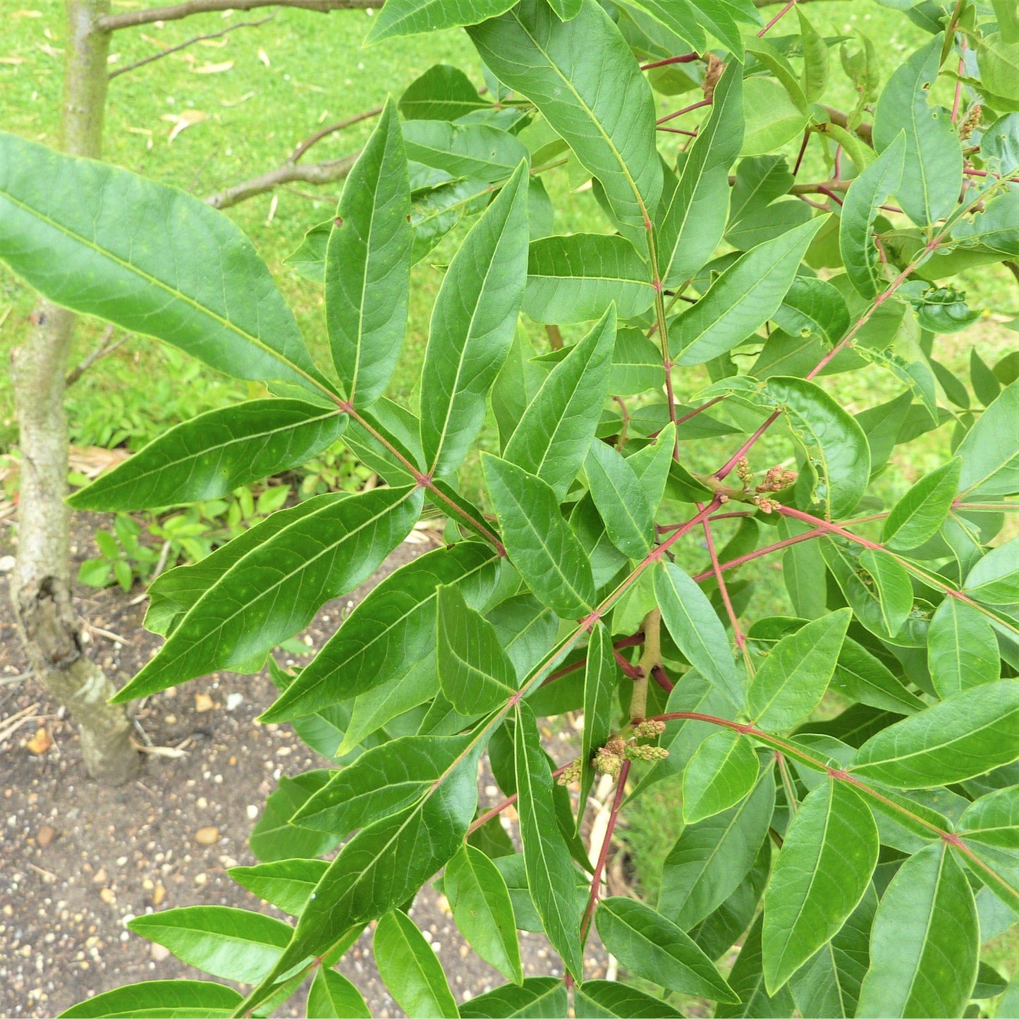 Winged sumac shrub