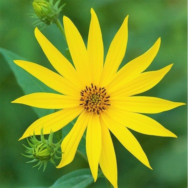 Woodland Sunflower - Helianthus divaricatus