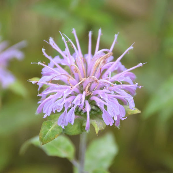 
                  
                    Tallgrass Prairie Seed Mix (kg)
                  
                