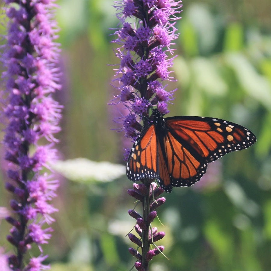 
                  
                    Tallgrass Prairie Seed Mix (kg)
                  
                