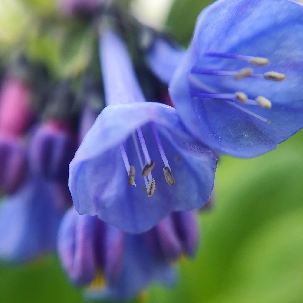 Virginia Bluebells - Mertensia virginica  Pots ready spring to fall – St.  Williams Nursery & Ecology Centre