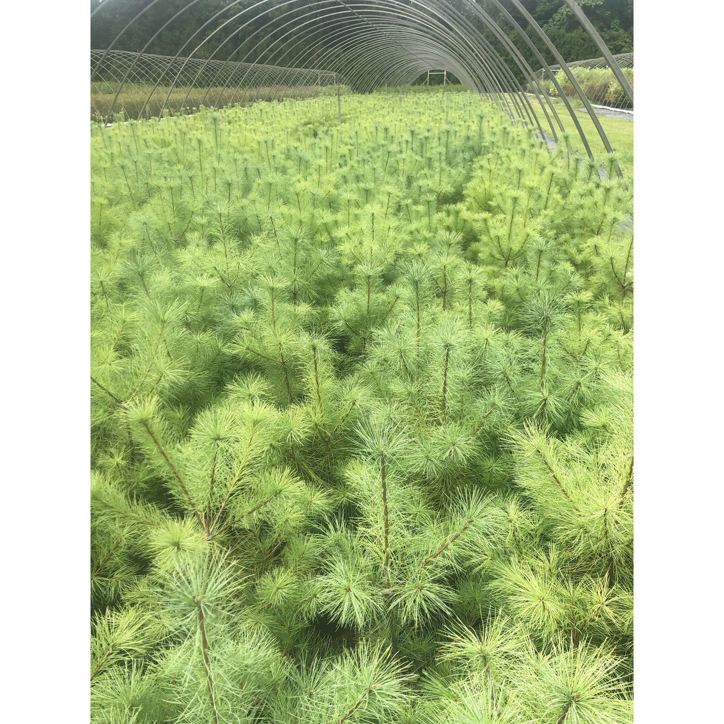 
                  
                    Potted pine lot
                  
                