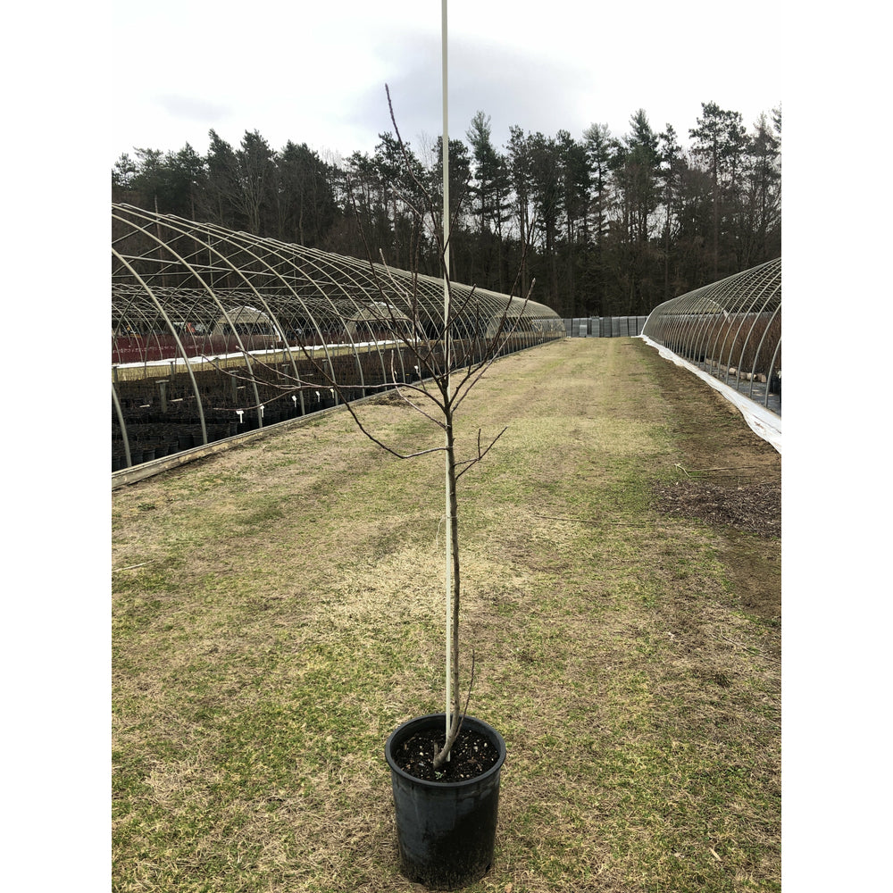 Pot at nursery in spring