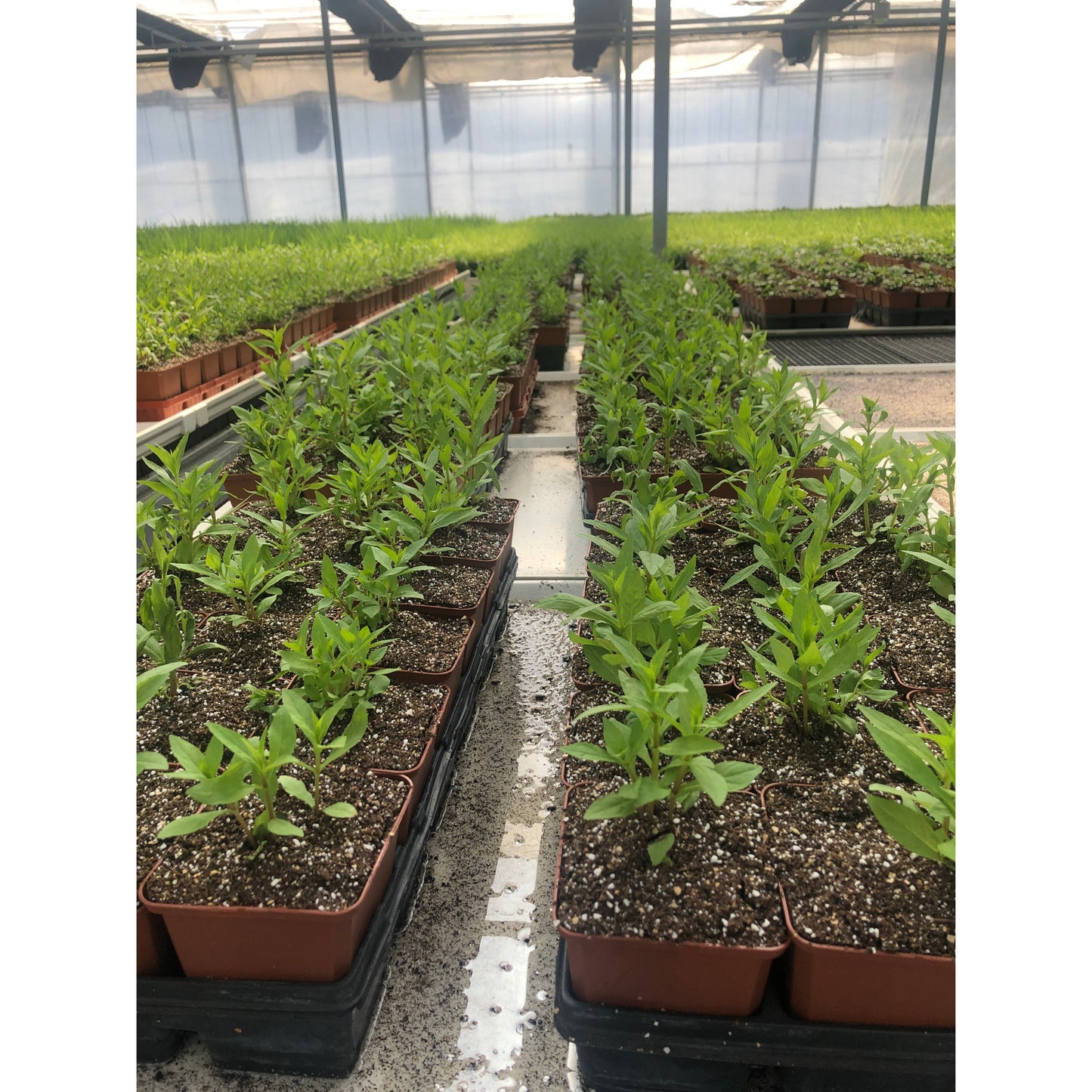 
                  
                    Trays in cravo greenhouse
                  
                