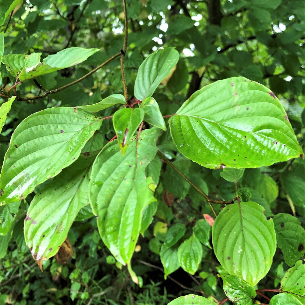 Foliage of poted plants