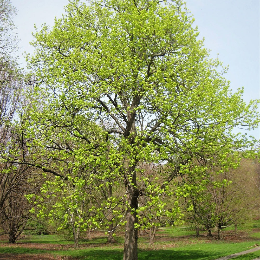 Foliage and form of Basswood mature tree