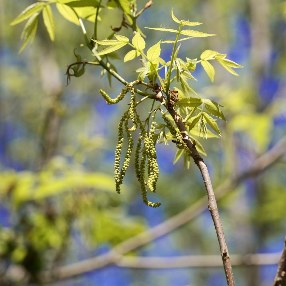 Bitternut Hickory Leaves closeup - Ontario native trees