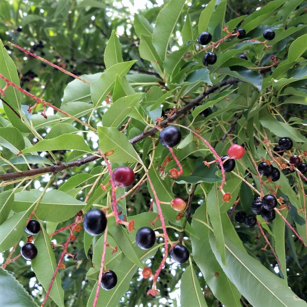 Ontario Carolinian forest native species - Black Cherry Foliage and berries