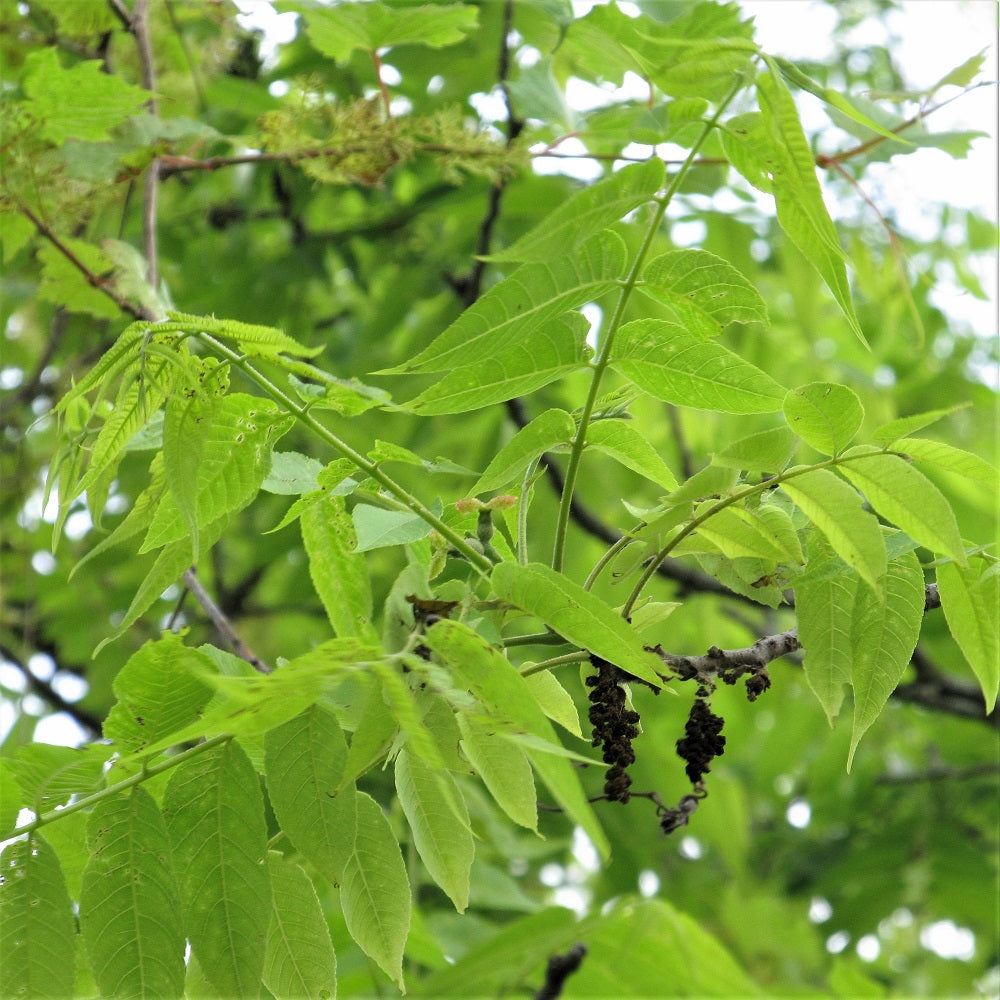 Foliage of Black Walnut closeup