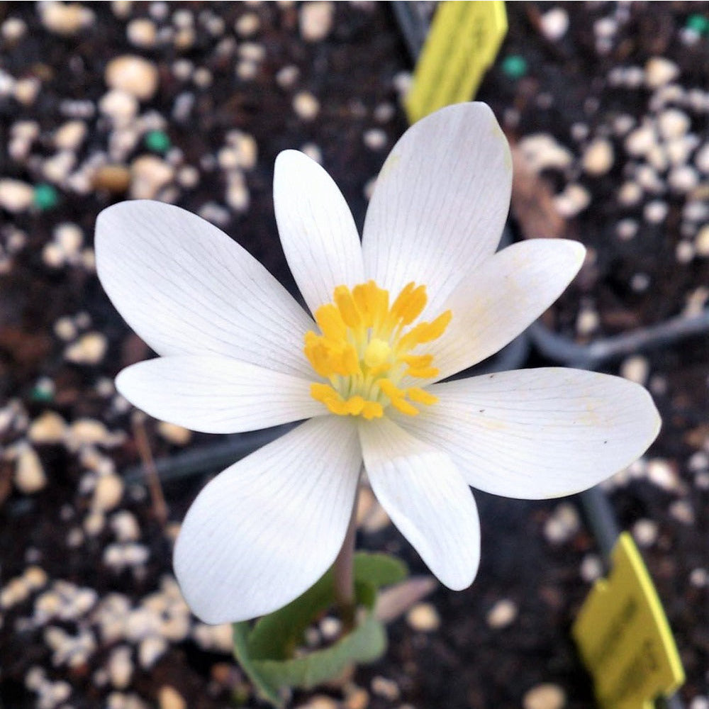 
                  
                    Bloodroot in greenhouse
                  
                