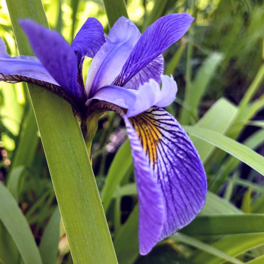 Wild Blue Flag Iris - Ontario native plants