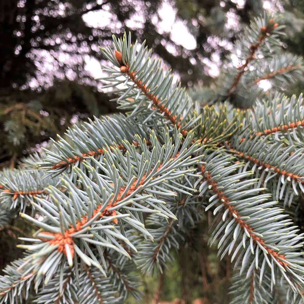 Needles from locally planted Colorado Blue Spruce tree
