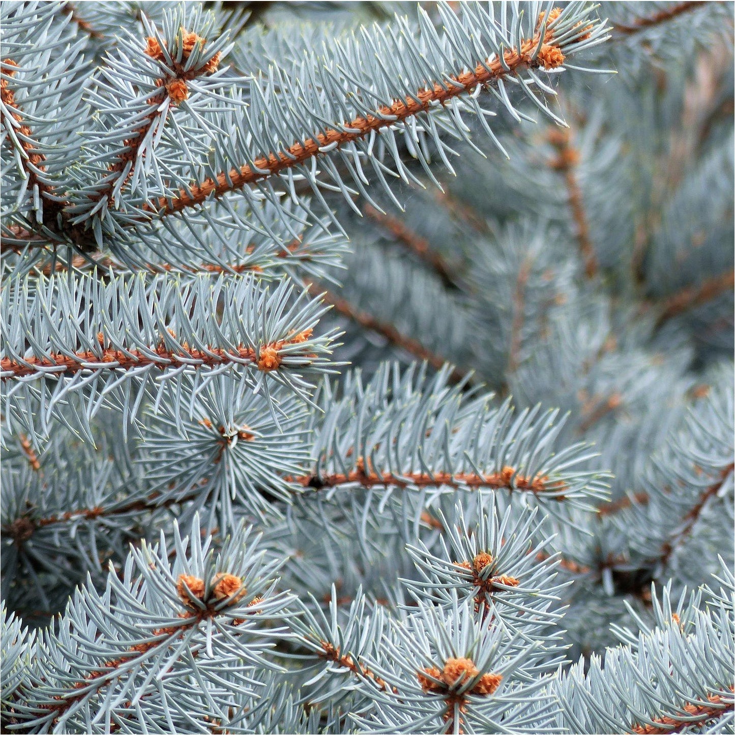 Colorado Blue Spruce - Picea pungens  Pots ready spring & fall – St.  Williams Nursery & Ecology Centre