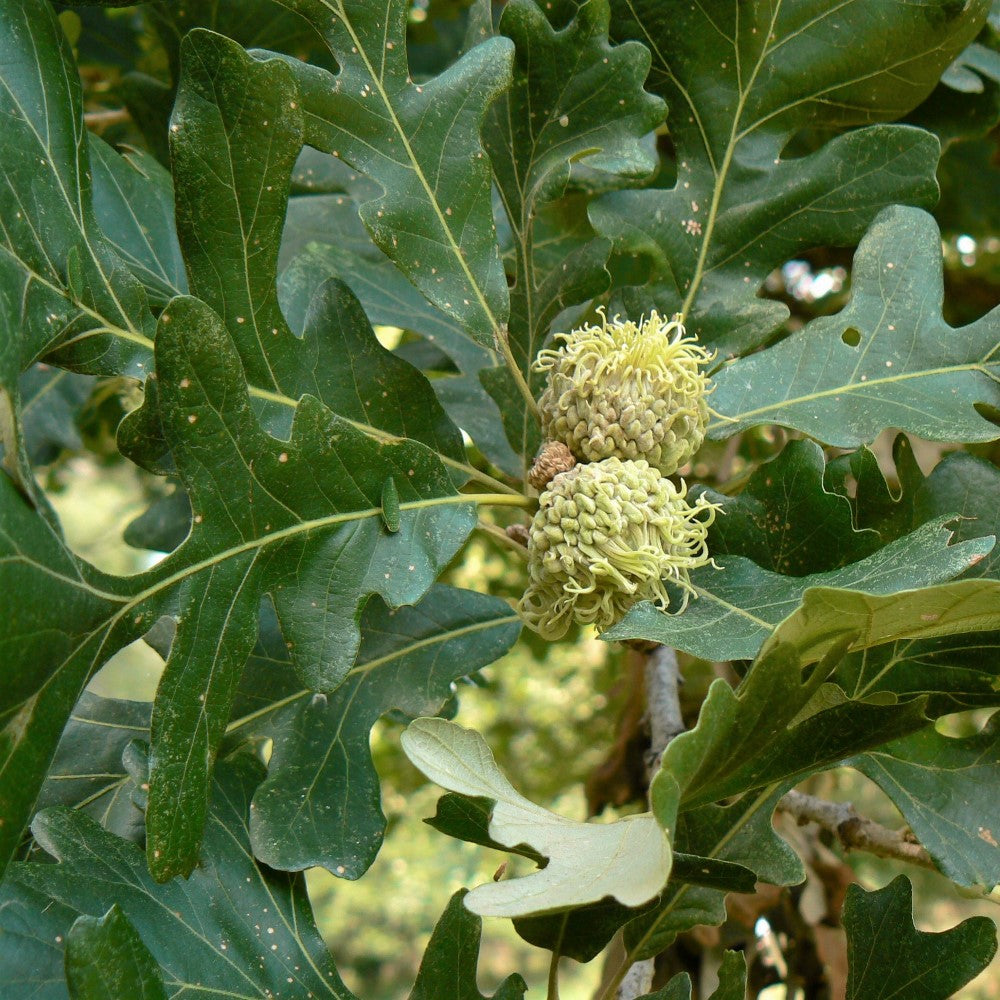 Bur oak nut