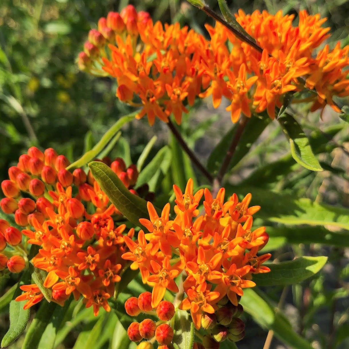 
                  
                    Monarch host plant Butterflyweed blooms closeup
                  
                