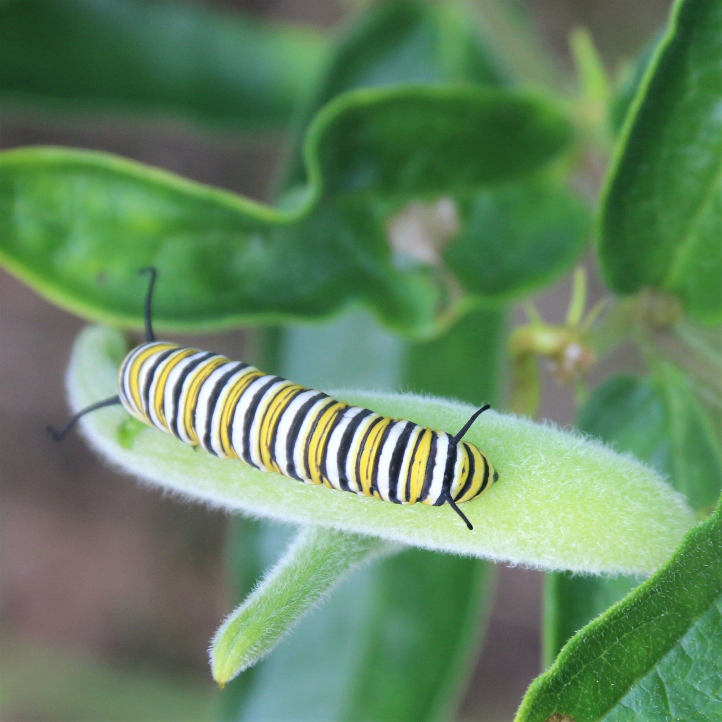 
                  
                    Host plant for monarch butterfly caterpillars
                  
                