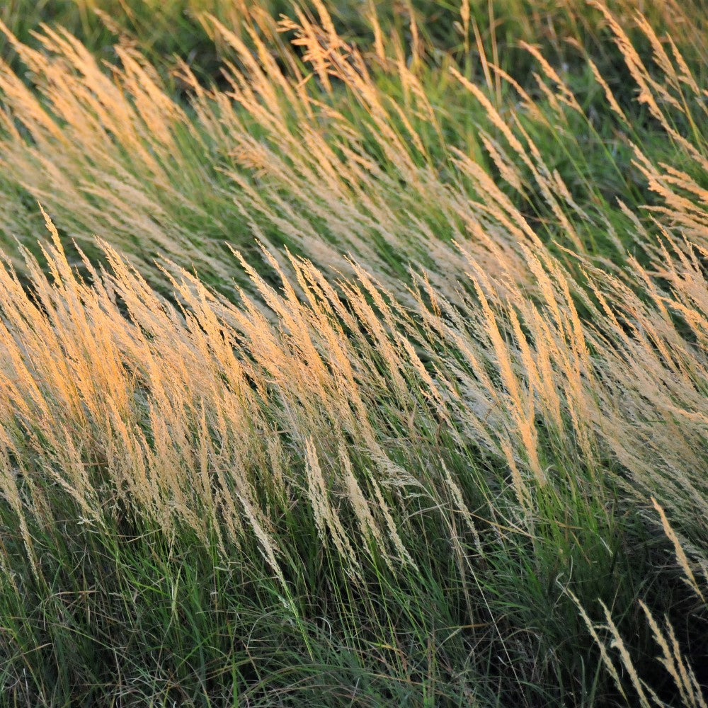 Canada Blue Joint - Wetland Ontario native grass