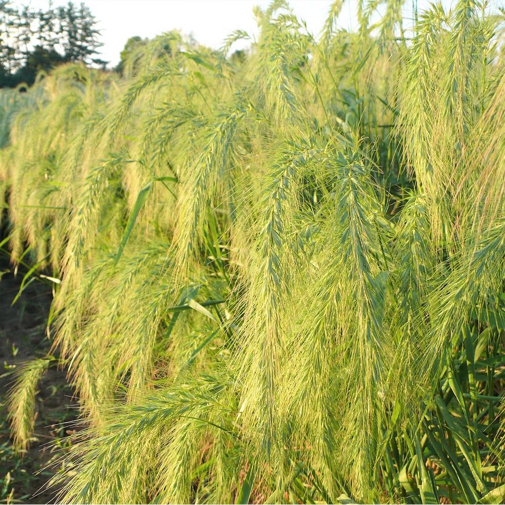 Canada Wild Rye grass