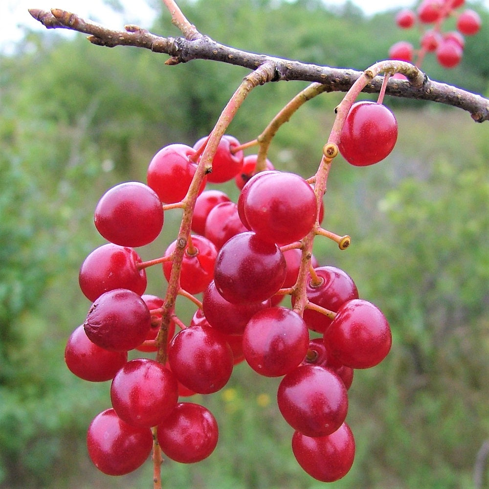 Chokecherry berries