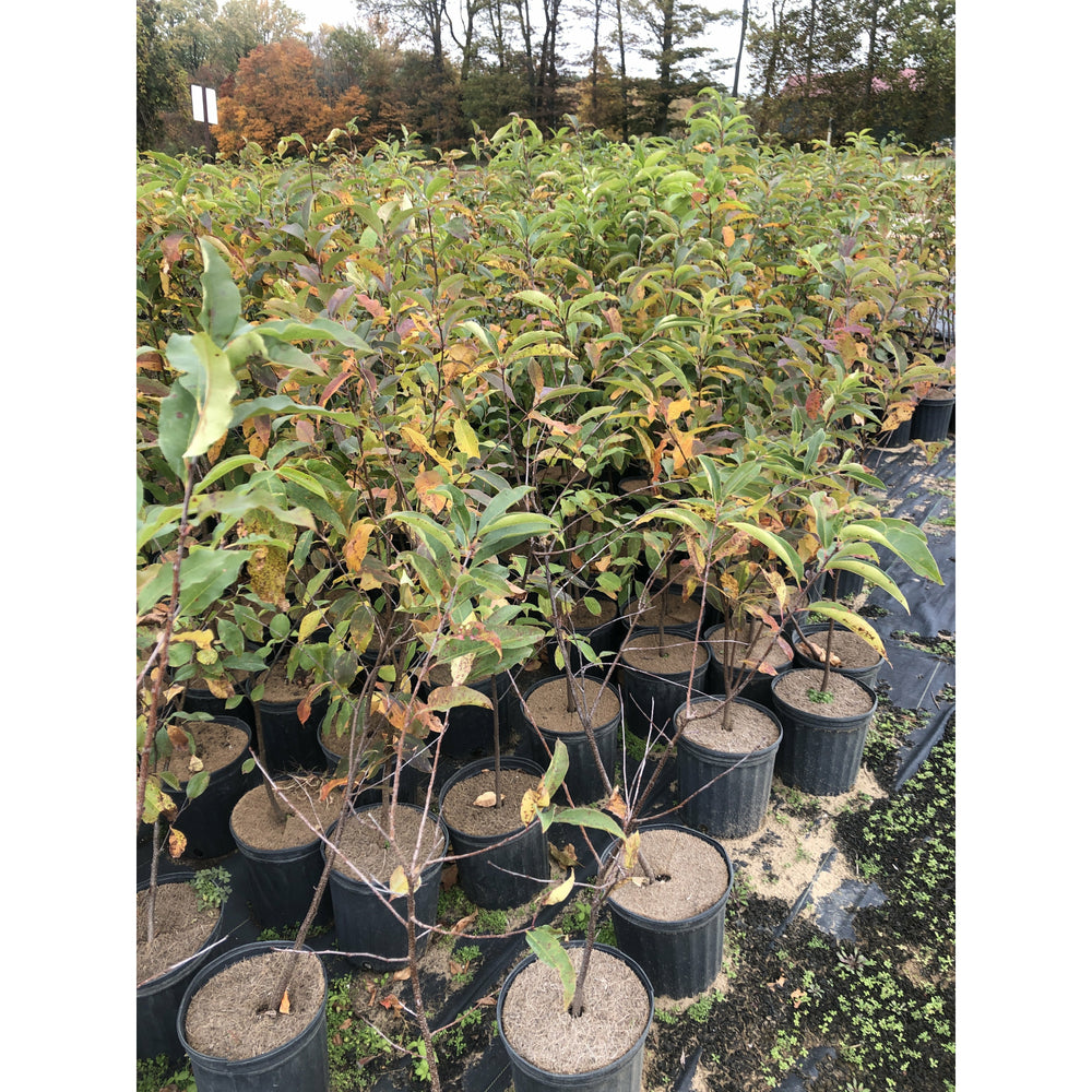
                  
                    Black Cherry native plants in potted stock holding area
                  
                