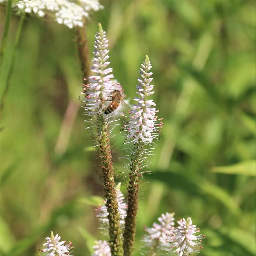 
                  
                    Closeup with honey bee
                  
                