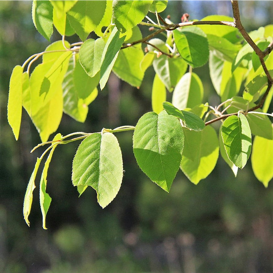 Ontario native Downy Serviceberry shrub leaves