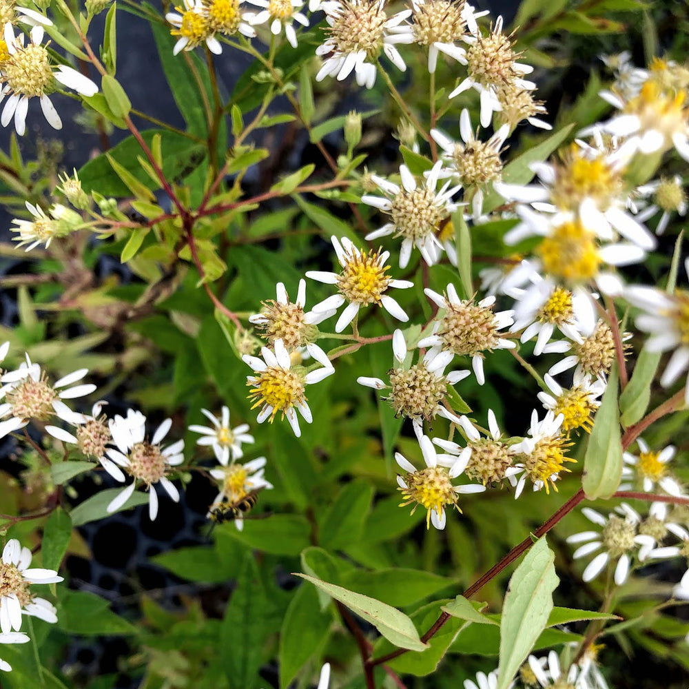 Flat topped Ontario native aster