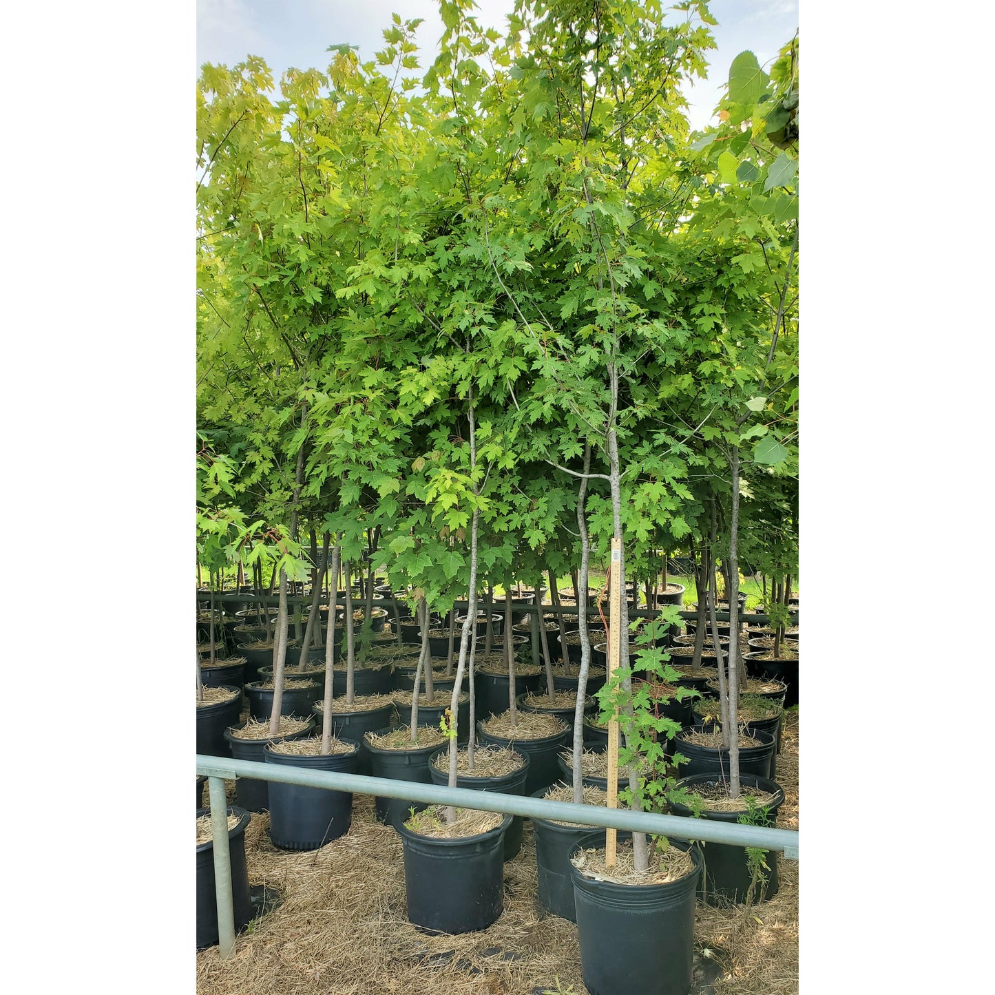 Freemans maple potted stock lot