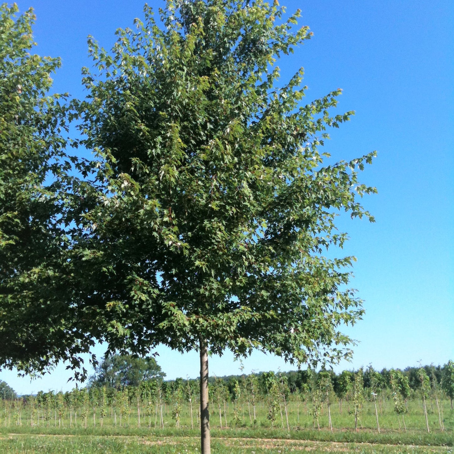 Form of mature Freeman's maple tree