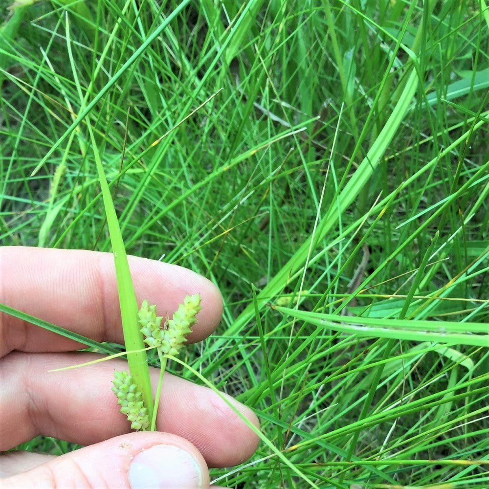 
                  
                    Grain Sedge;Meadow Sedge - Carex granularis
                  
                