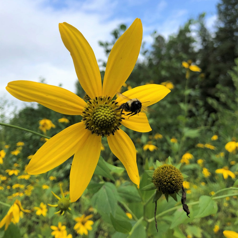 Green-Headed Coneflower visited by Bee