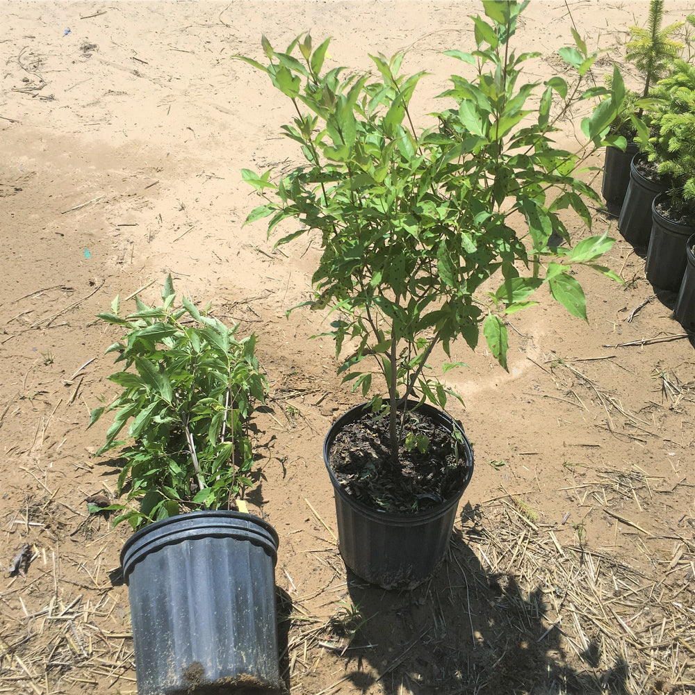 
                  
                    Gray dogwood in pots
                  
                