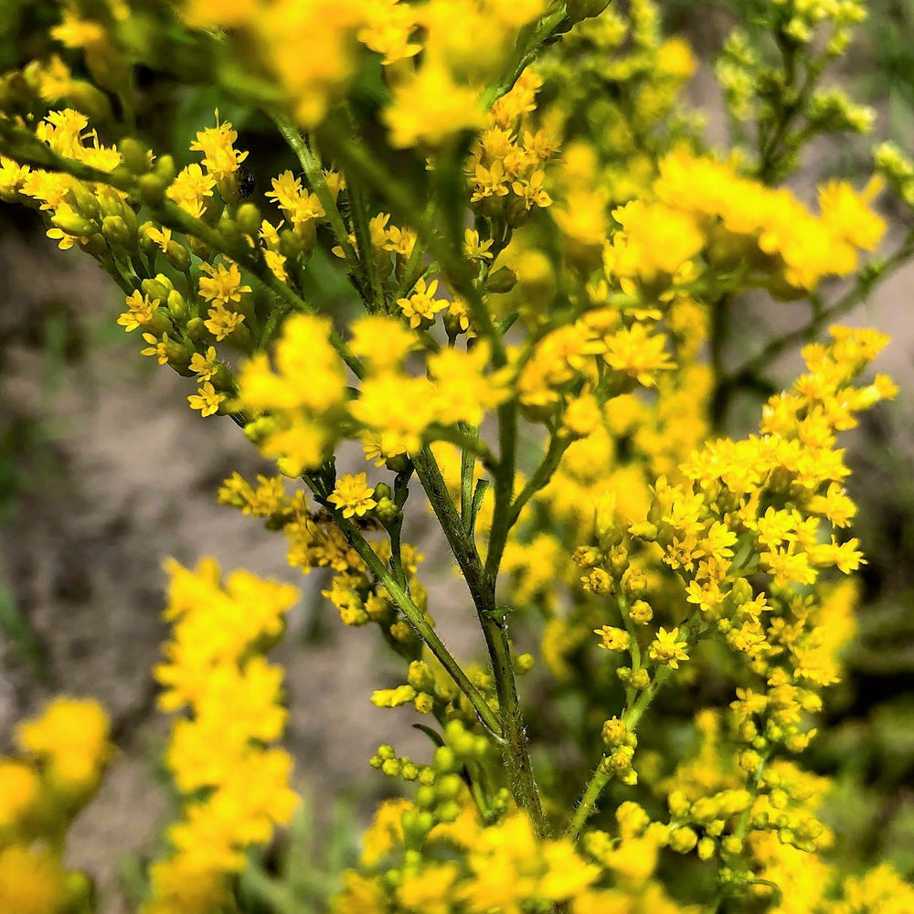 Gray Goldenrod - Solidago nemoralis (Ontario native wildflowers)